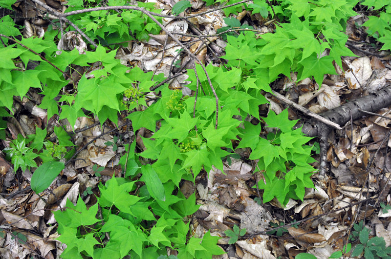 Image of Acer cappadocicum specimen.