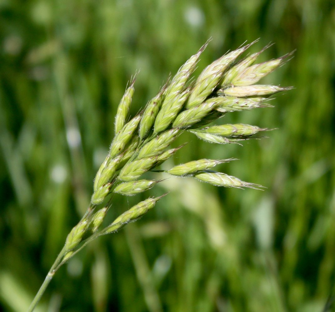 Image of Bromus hordeaceus specimen.