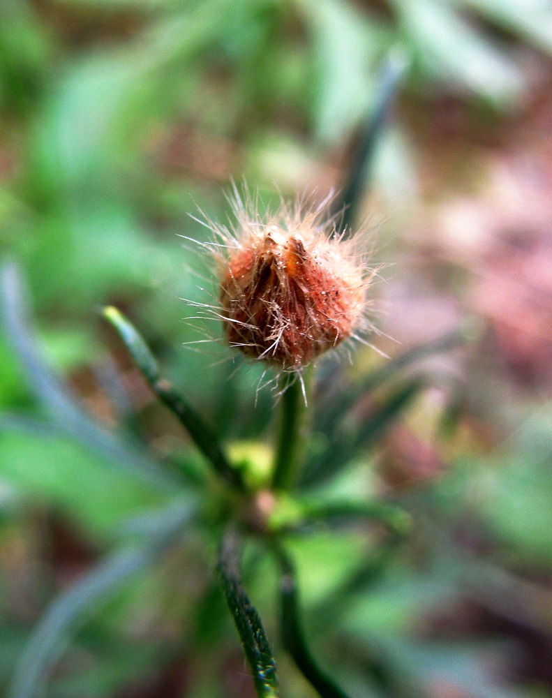 Image of Ranunculus polyanthemos specimen.