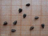 View full-size image Fagopyrum tataricum