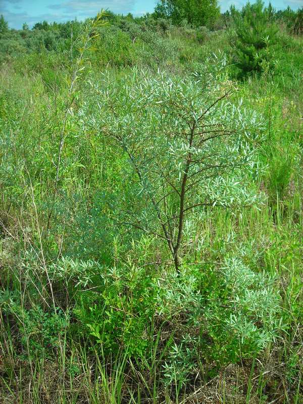 Image of Hippophae rhamnoides specimen.