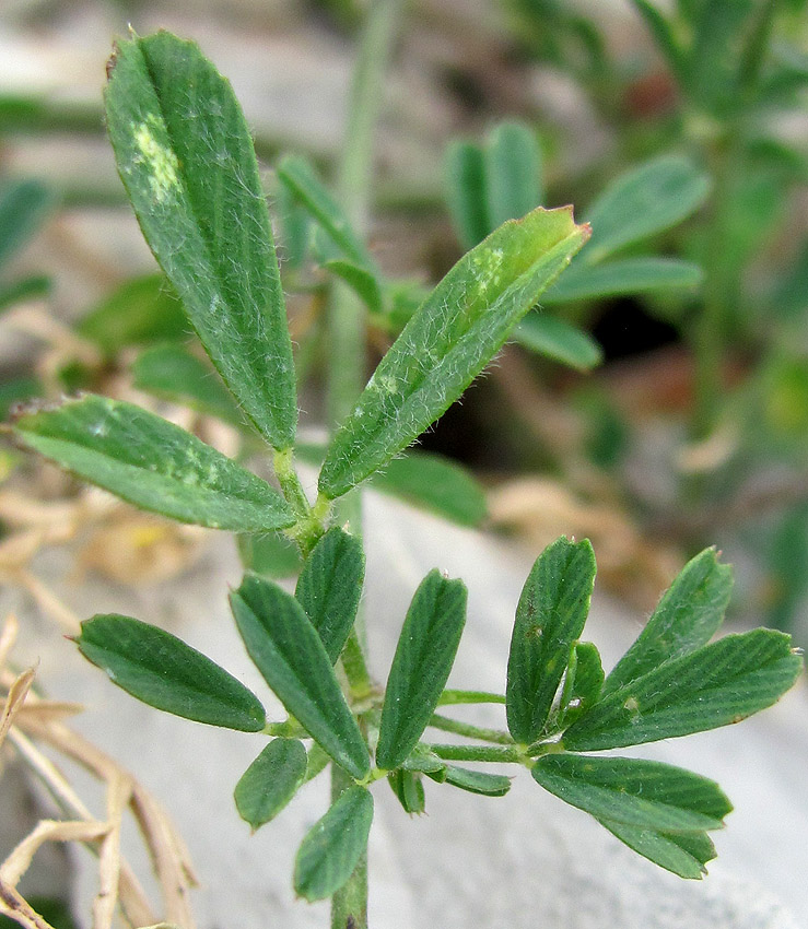 Image of Medicago glandulosa specimen.