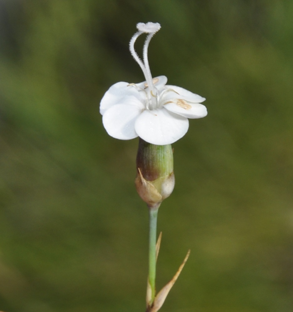 Image of Dianthus minutiflorus specimen.