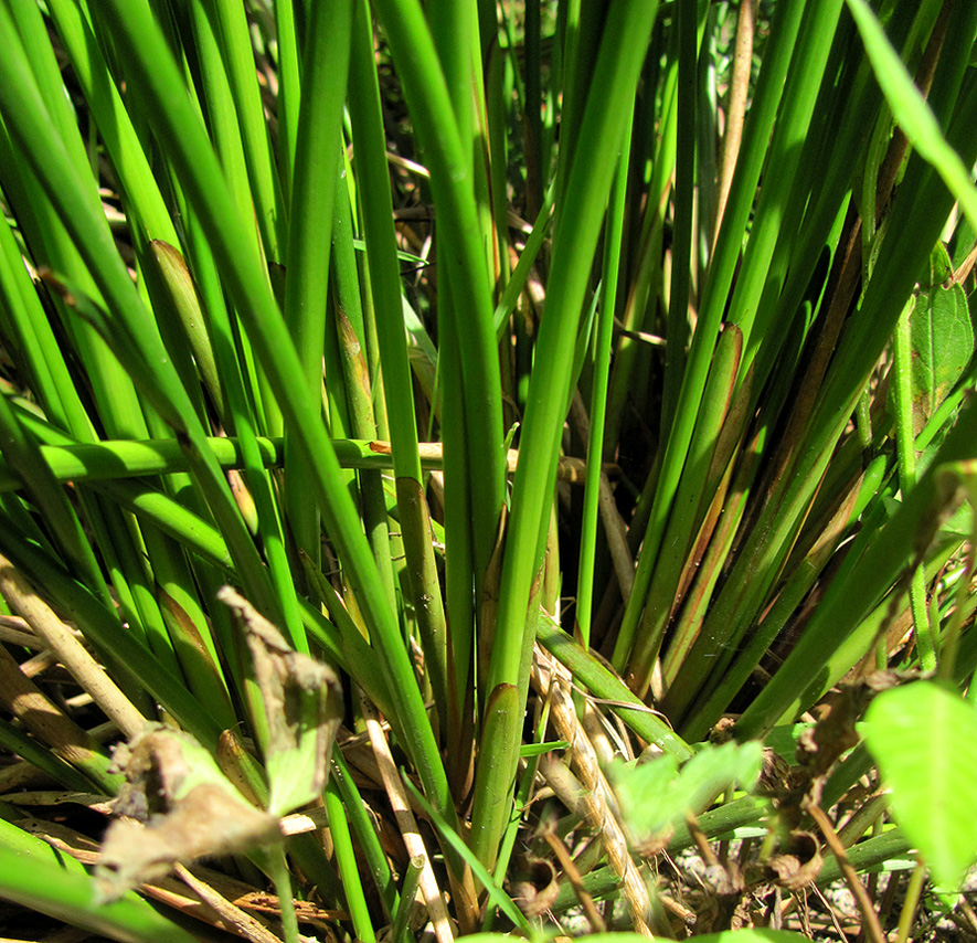 Image of Juncus effusus specimen.