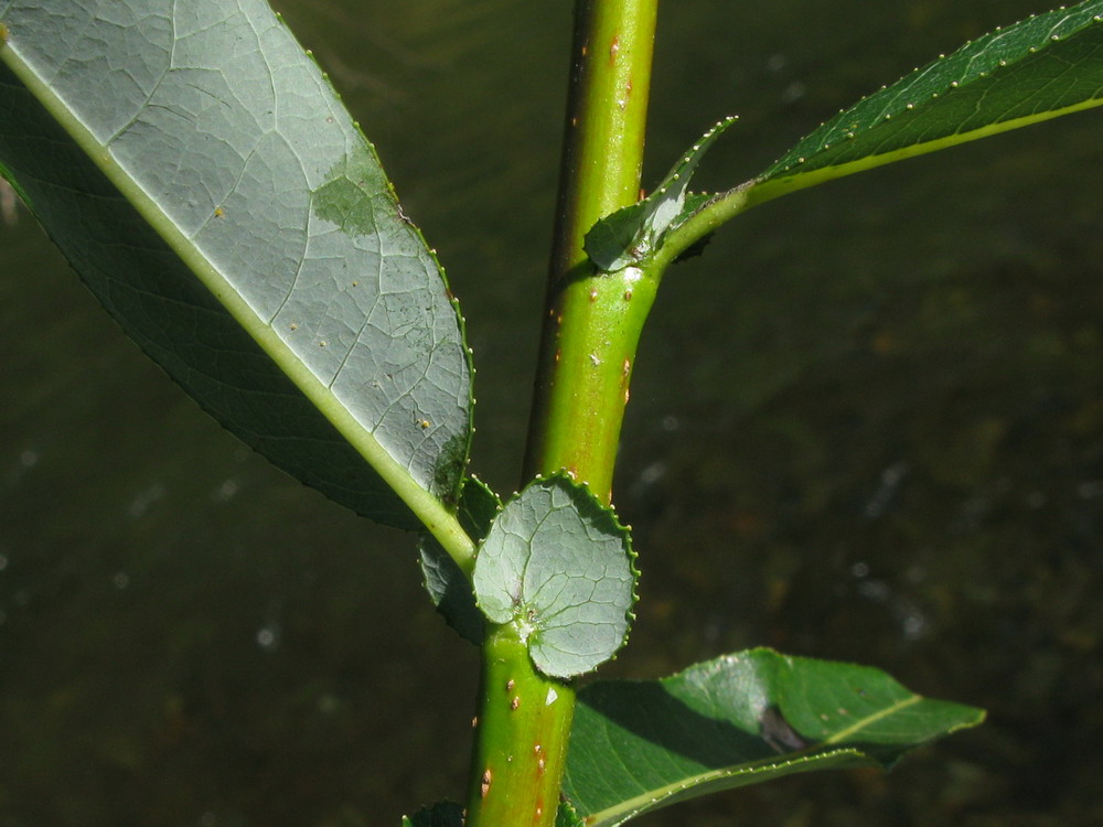 Image of Salix rorida specimen.