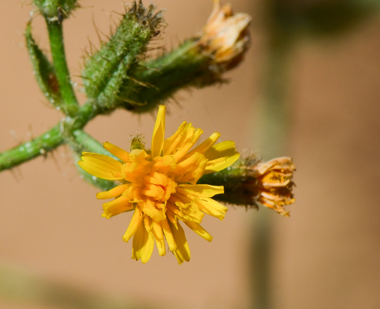 Изображение особи Crepis aspera.