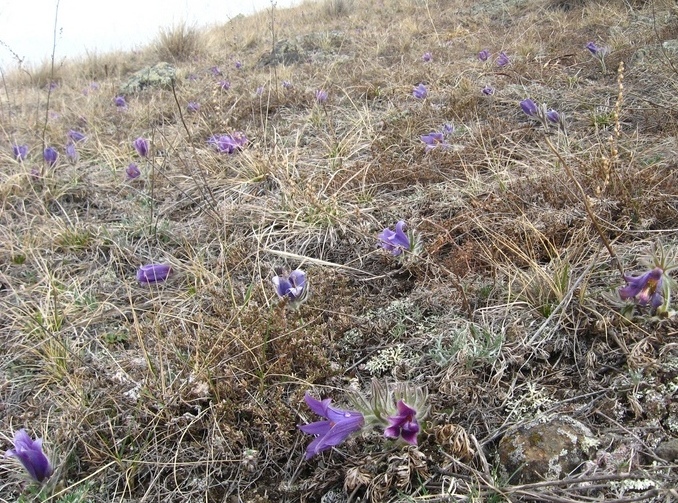 Image of Pulsatilla turczaninovii specimen.