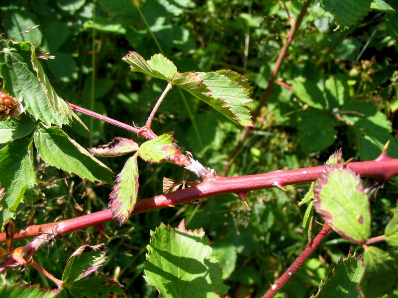 Image of genus Rubus specimen.