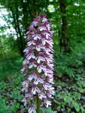 Orchis purpurea подвид caucasica