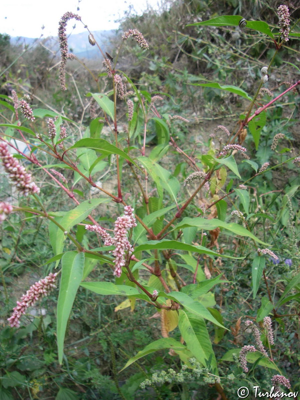 Image of Persicaria lapathifolia specimen.