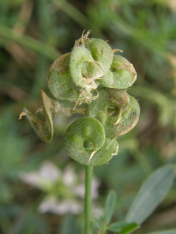 Image of Medicago &times; varia specimen.