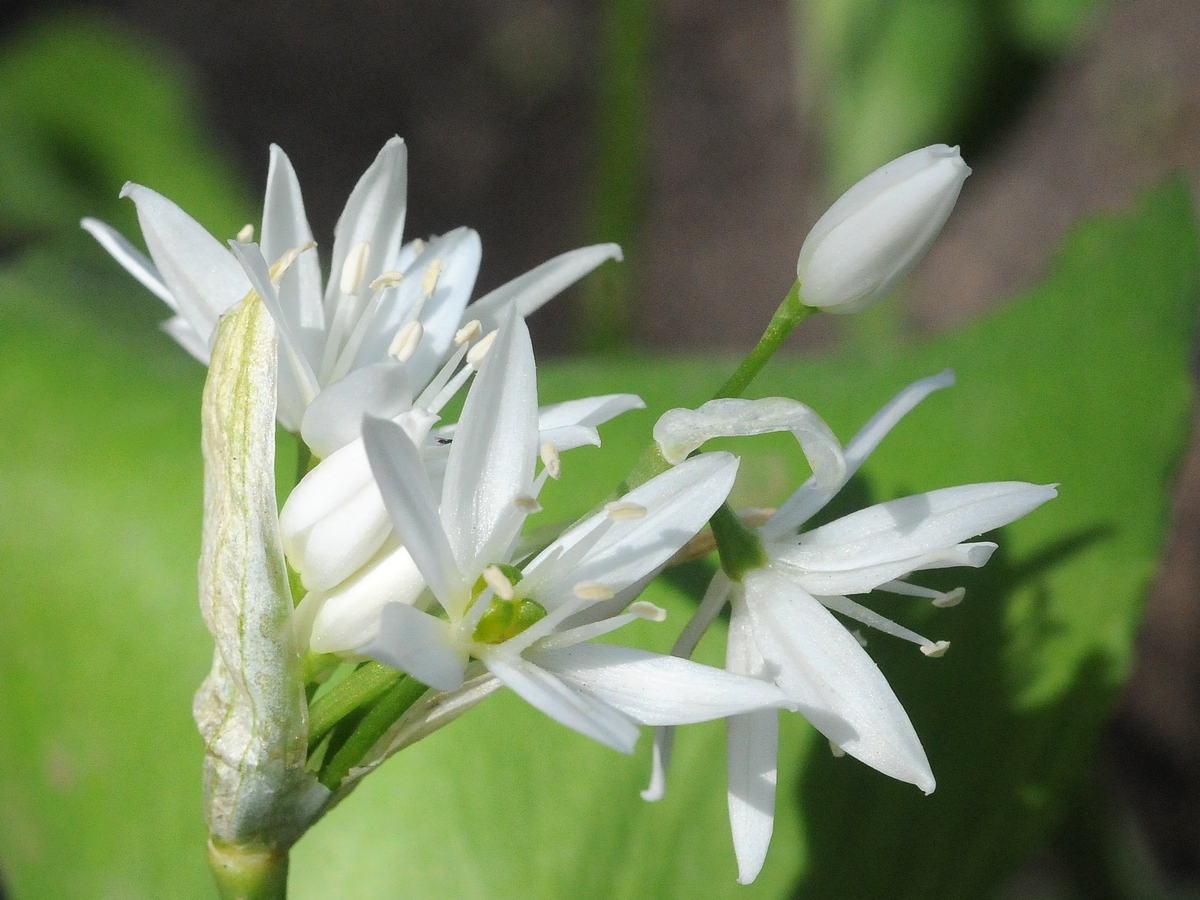 Image of Allium ursinum specimen.