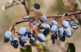 Berberis integerrima