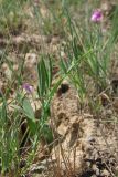 Lathyrus hirsutus