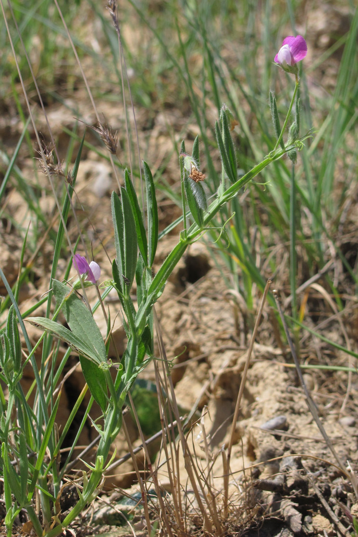 Image of Lathyrus hirsutus specimen.