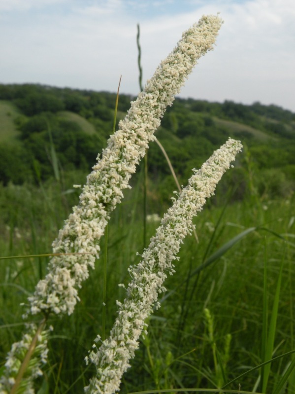 Изображение особи Phleum phleoides.