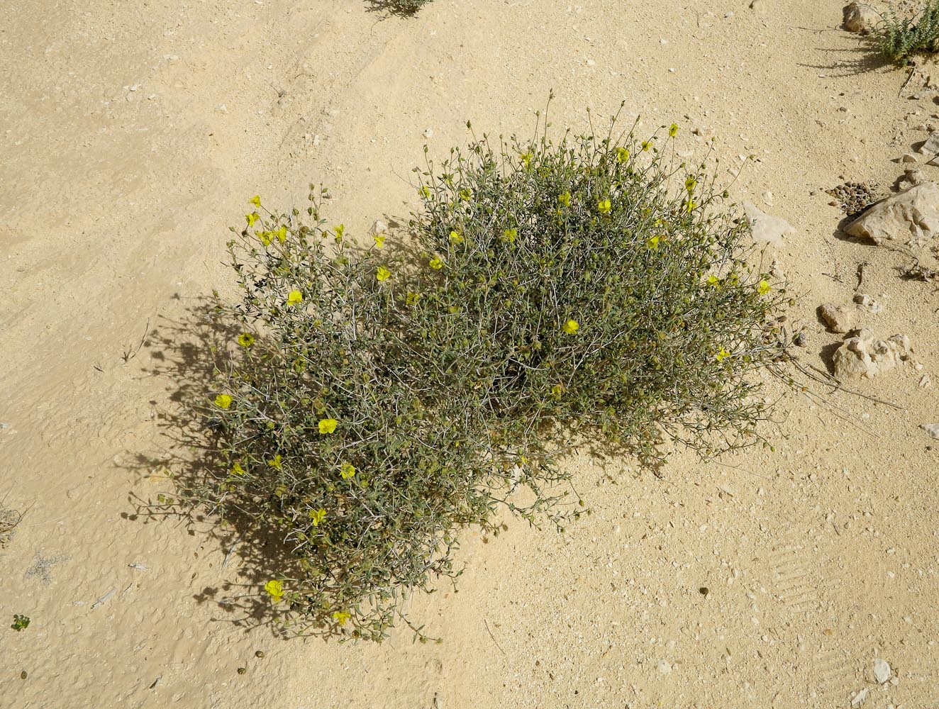 Image of Helianthemum sancti-antonii specimen.