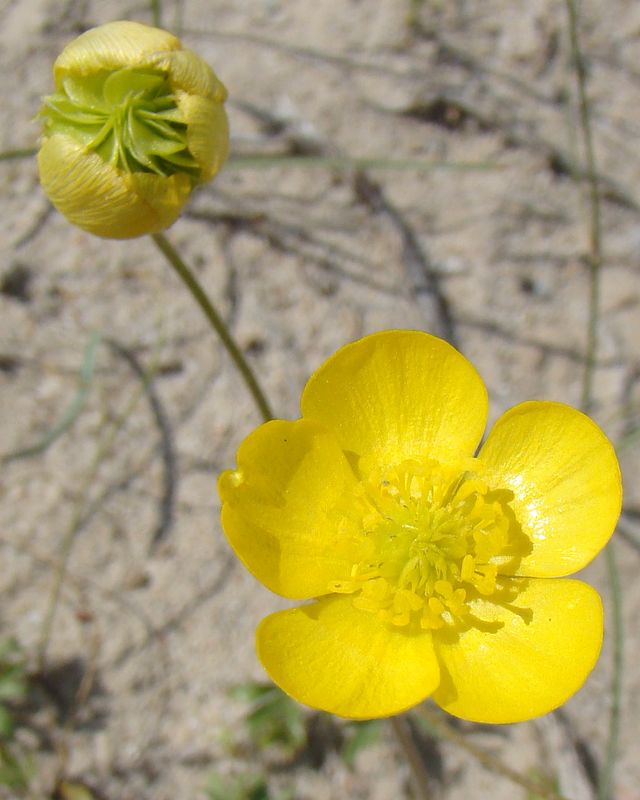 Image of Ranunculus platyspermus specimen.