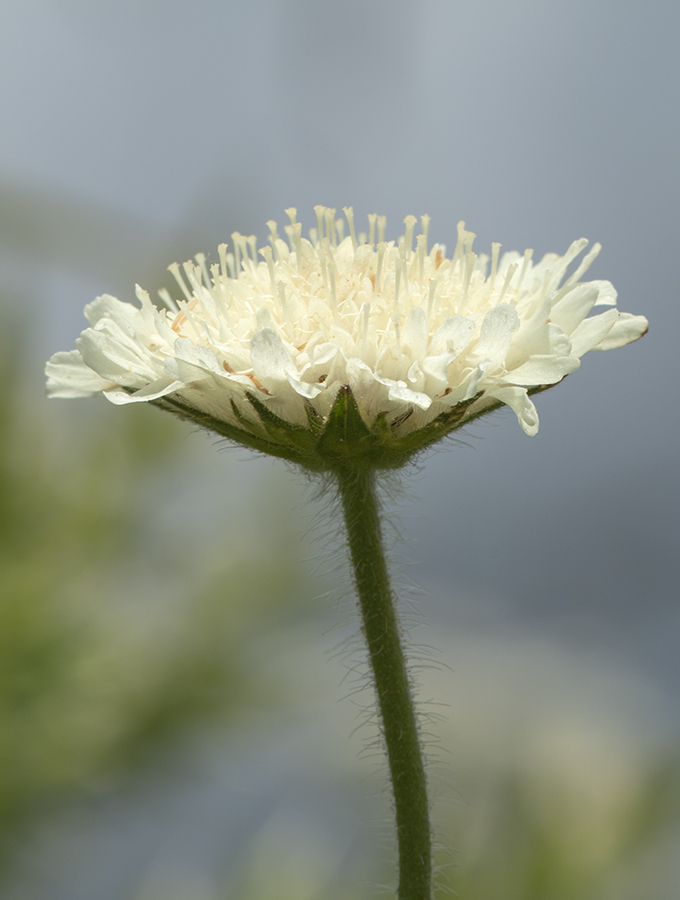 Image of Knautia montana specimen.