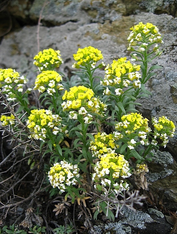 Изображение особи Alyssum lenense.