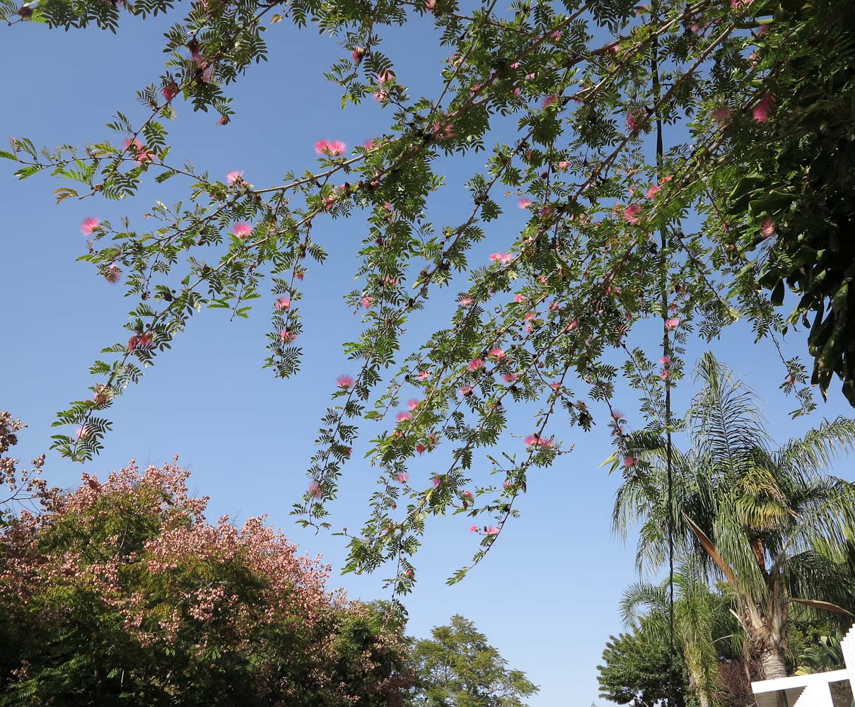 Изображение особи Calliandra haematocephala.