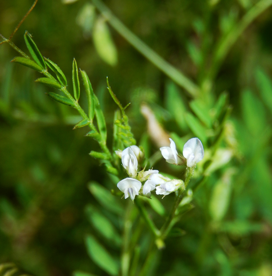 Image of Vicia hirsuta specimen.