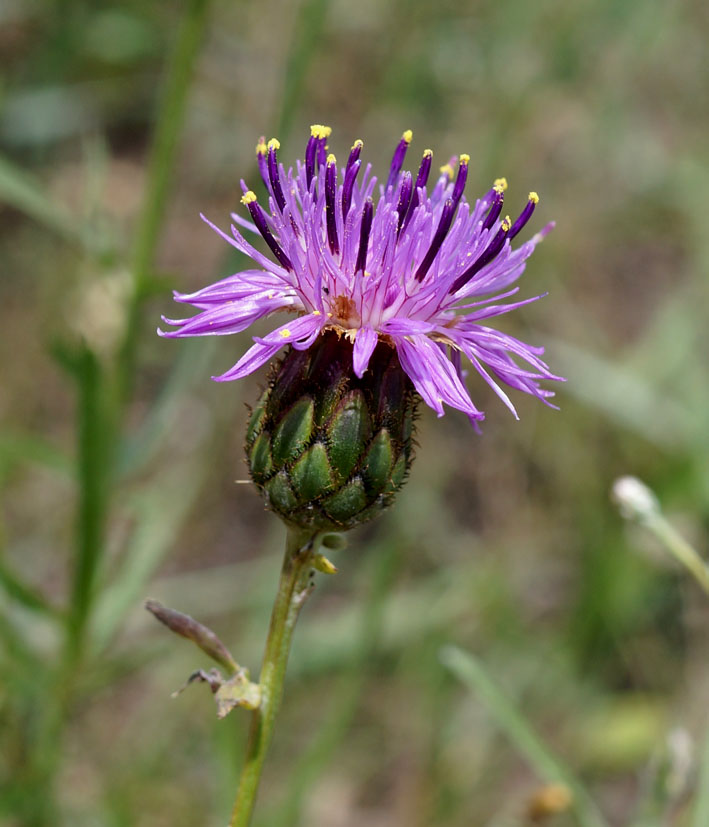 Image of Centaurea adpressa specimen.