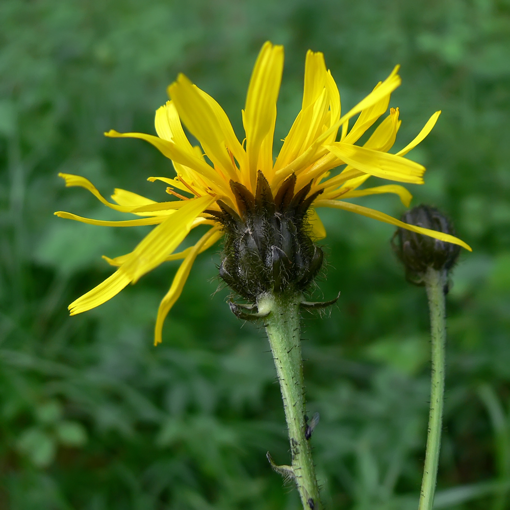 Image of Crepis sibirica specimen.