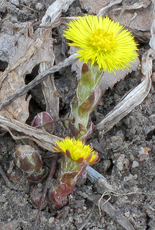 Image of Tussilago farfara specimen.