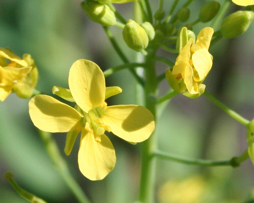 Изображение особи Brassica rapa.