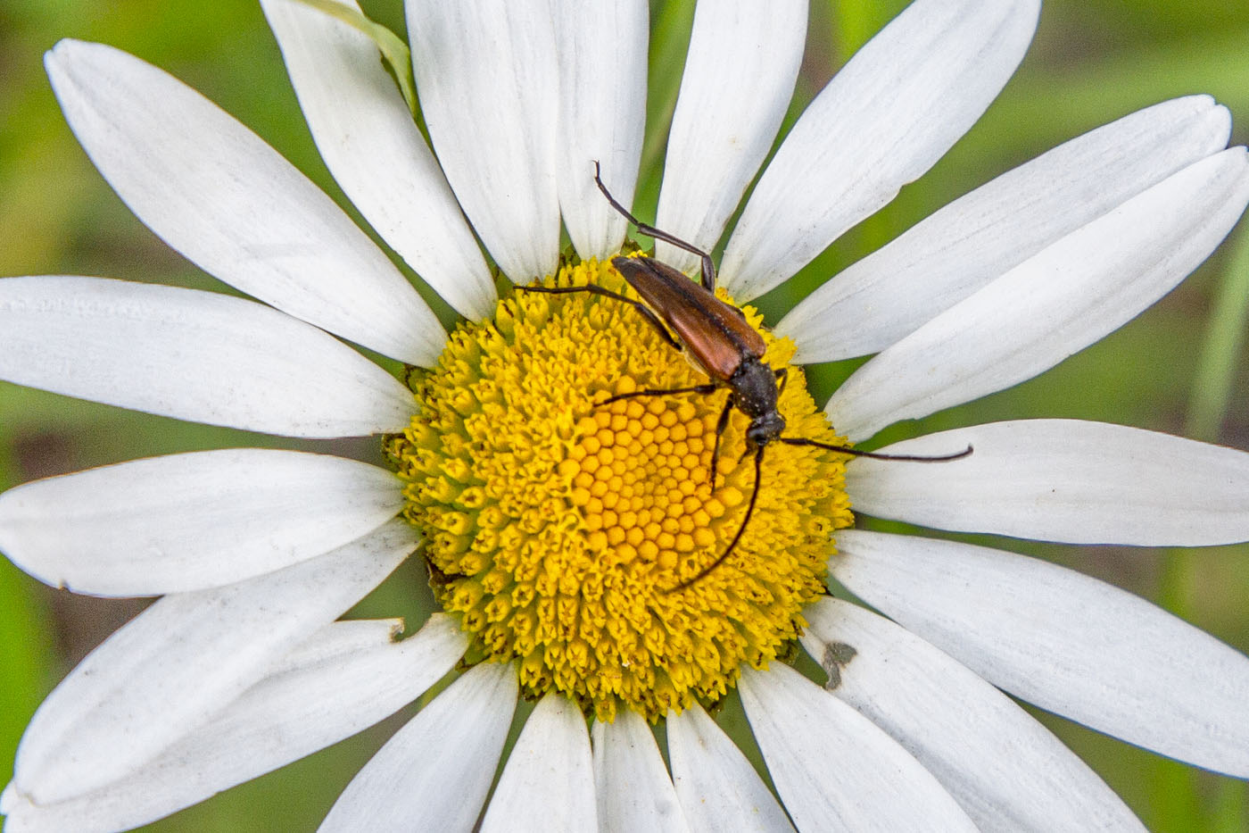 Изображение особи Tripleurospermum inodorum.