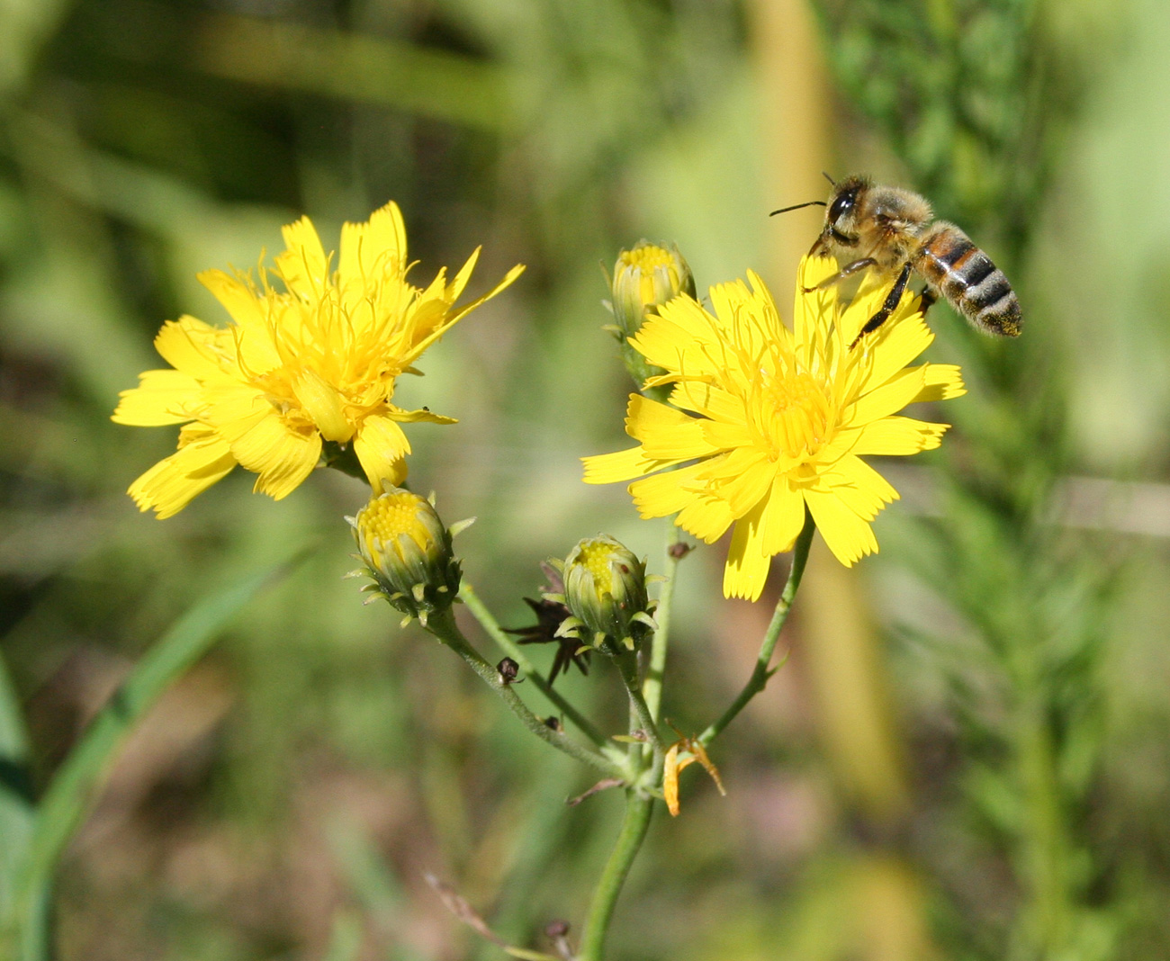 Изображение особи Hieracium umbellatum.