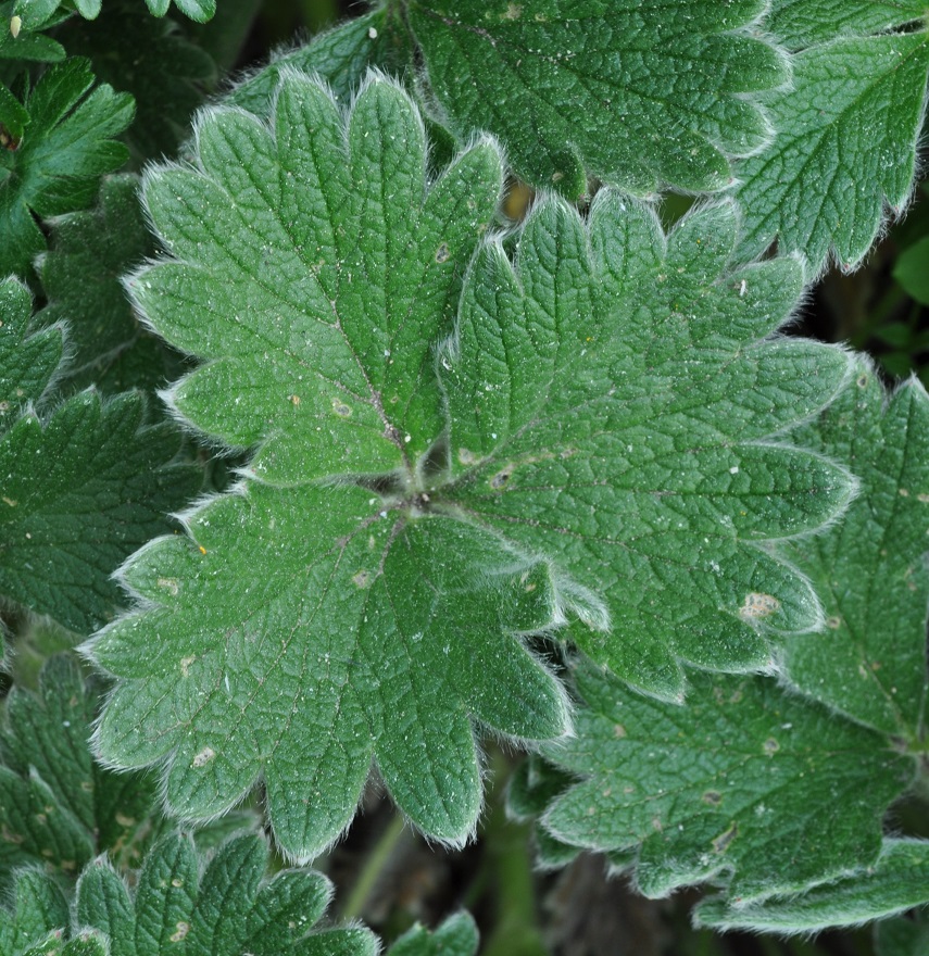 Изображение особи Potentilla megalantha.