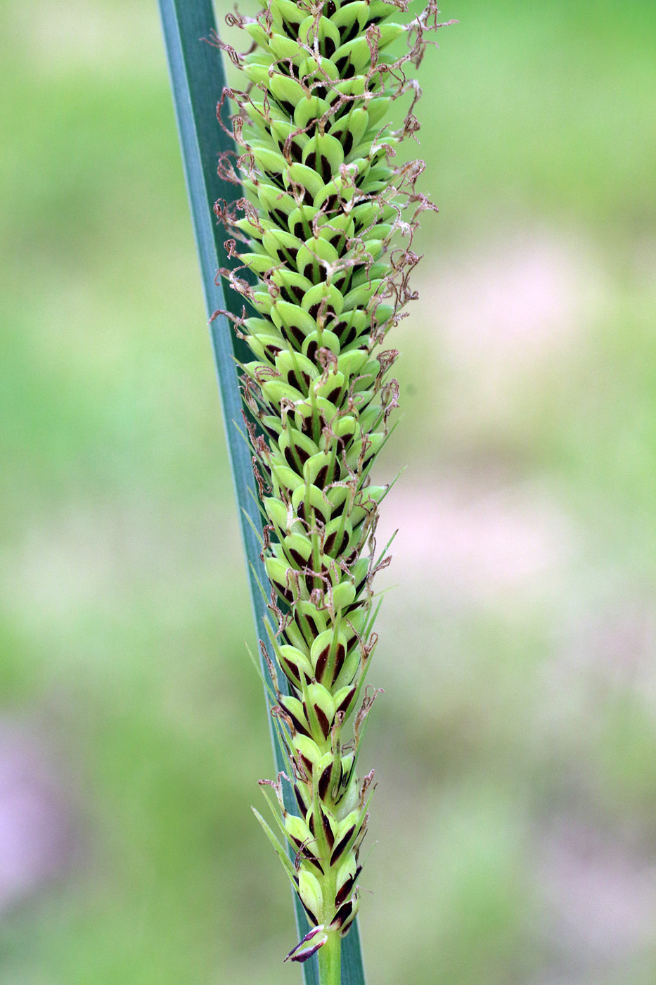 Image of Carex acutiformis specimen.