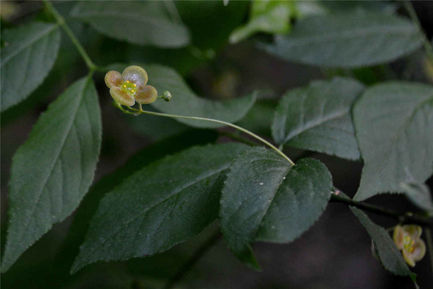 Изображение особи Euonymus verrucosus.