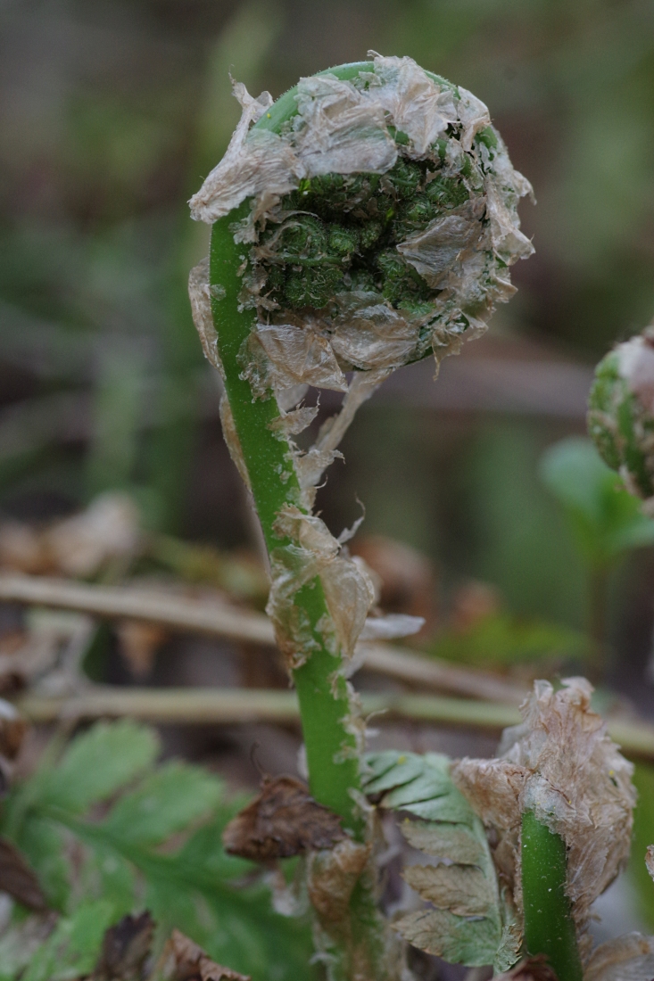 Изображение особи Dryopteris carthusiana.