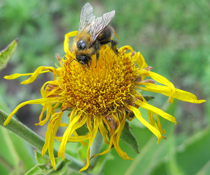 Image of Inula helenium specimen.