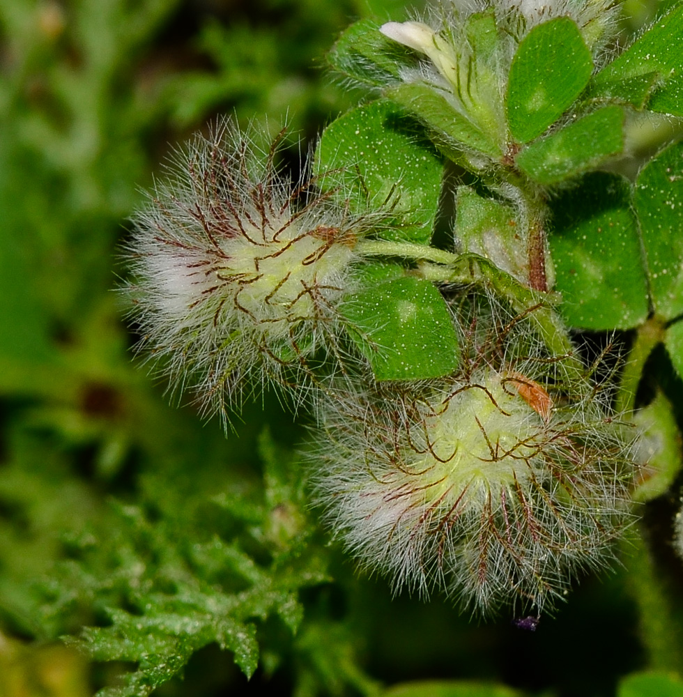 Изображение особи Trifolium pilulare.