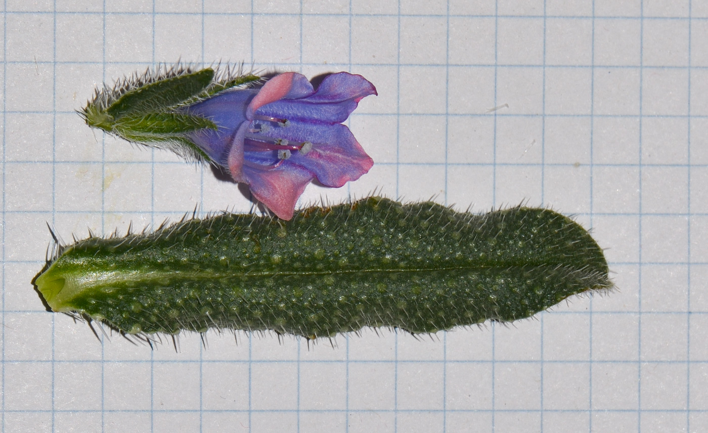 Image of Echium rauwolfii specimen.