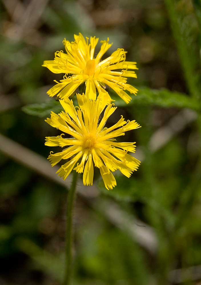 Image of genus Pilosella specimen.