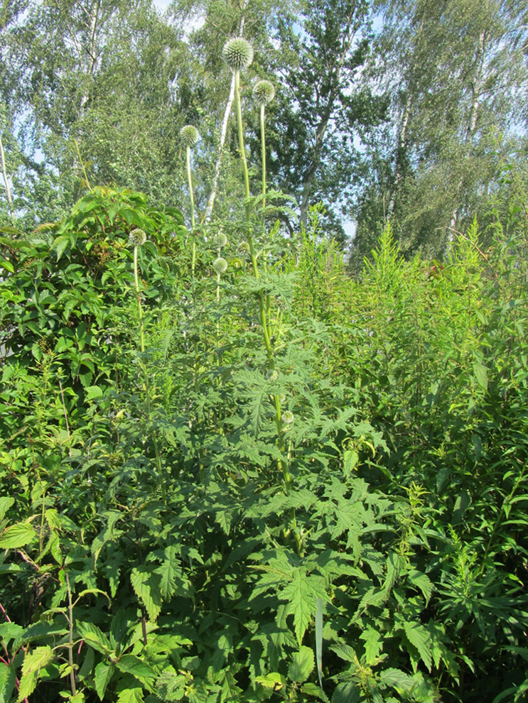 Image of Echinops exaltatus specimen.