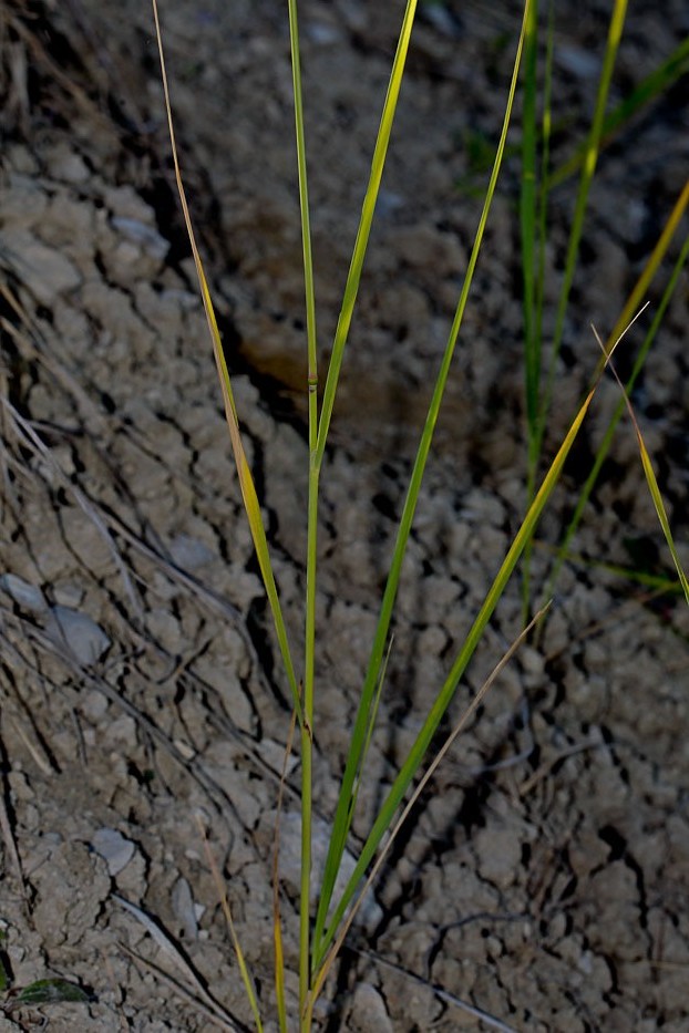 Image of Calamagrostis epigeios specimen.