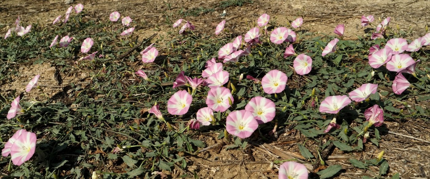 Image of Convolvulus arvensis specimen.