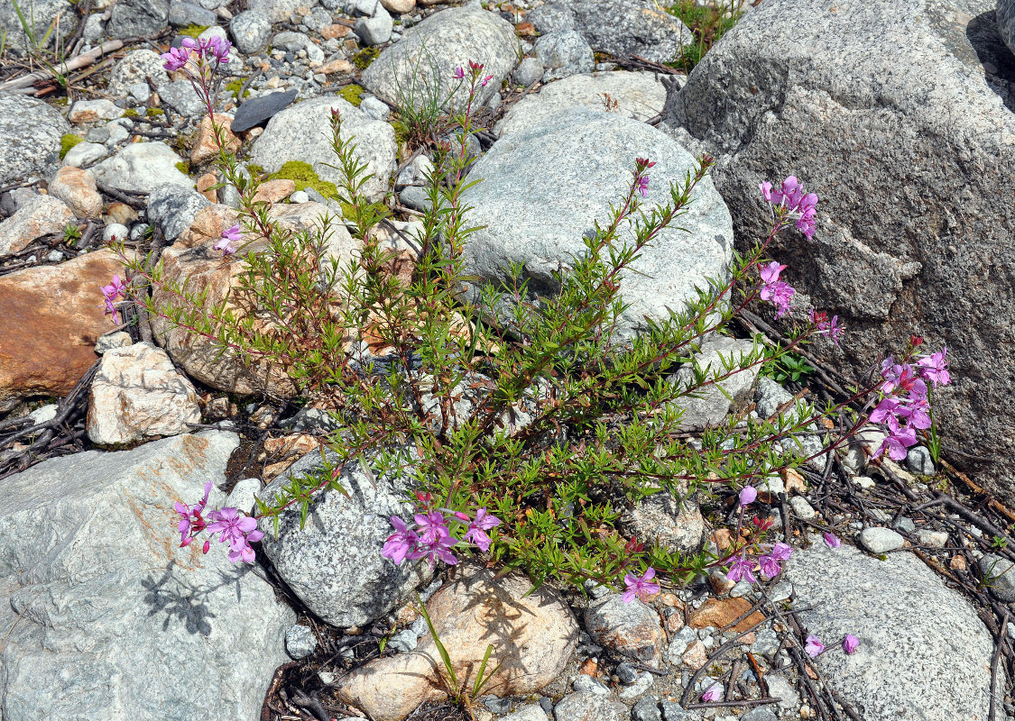 Image of Chamaenerion colchicum specimen.