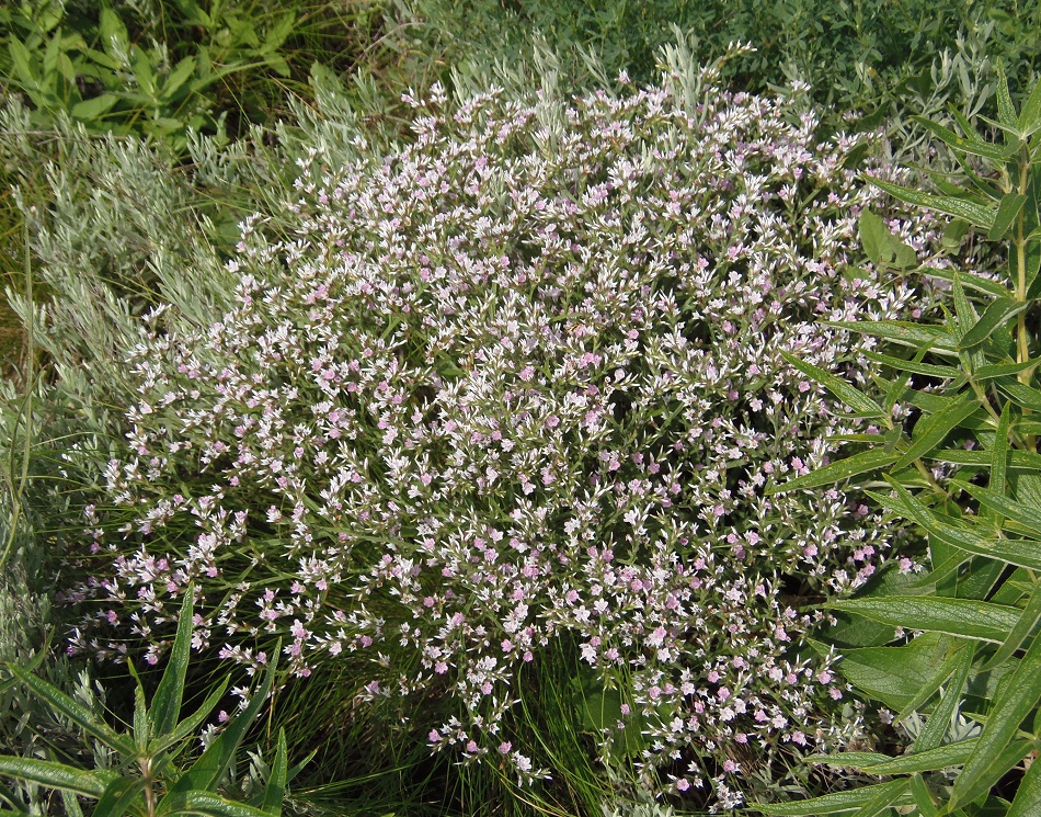 Image of Goniolimon tataricum specimen.