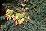Caesalpinia gilliesii. Ветви с цветками и плодами. Турция, р-н Алании, пос. Махмутлар. 03.07.2006.