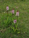 Orchis purpurea. Цветущие растения. ФРГ, земля Северный Рейн-Вестфалия, р-н Ойскирхен, окр. г. Бад-Мюнстерайфель, луговой склон. 27 мая 2010 г.