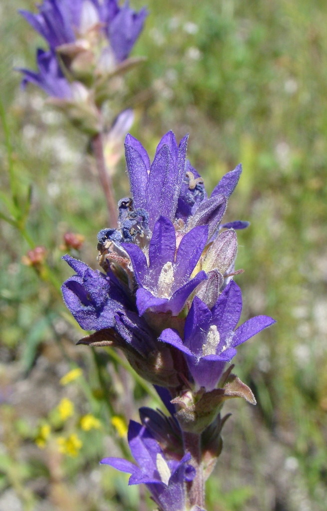 Image of Campanula farinosa specimen.