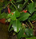 Costus woodsonii