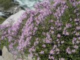 Смотреть изображение Schizanthus hookeri
